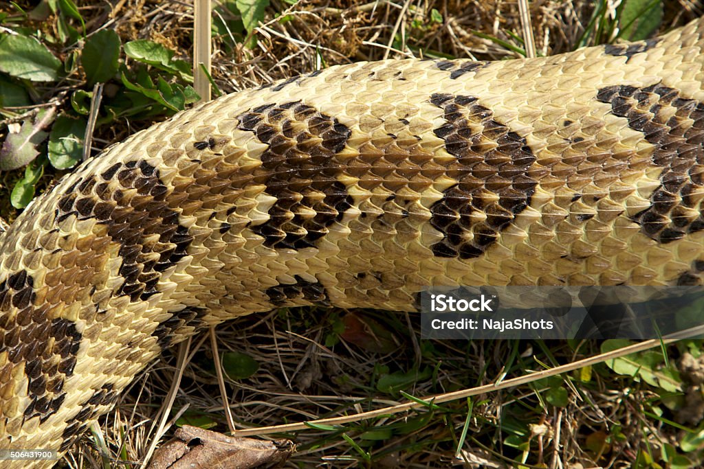 Timber Rattlesnake Stock Photo Download Image Now Rattlesnake