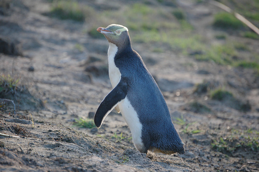 A yellow-eyed penguin walking