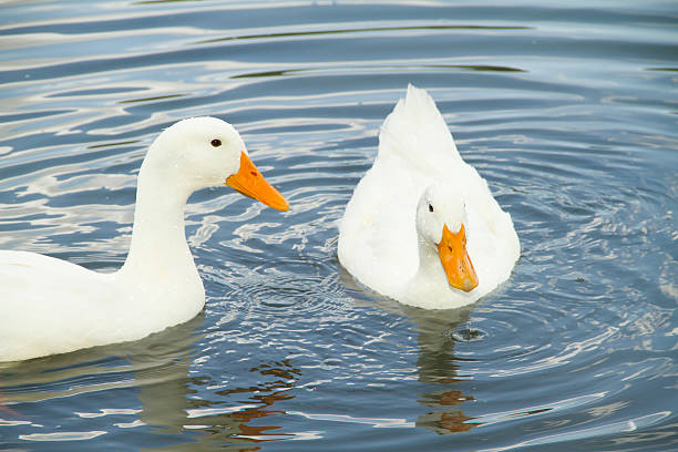 istock two ducks swimming in lake 506432111