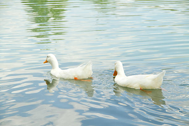 istock two ducks swimming in lake 506432119