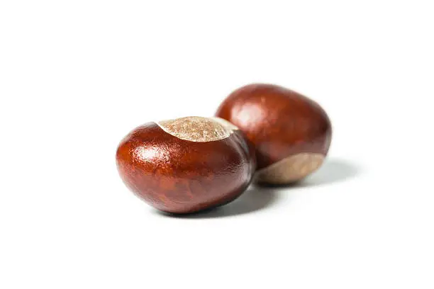 Photo of horse chestnuts