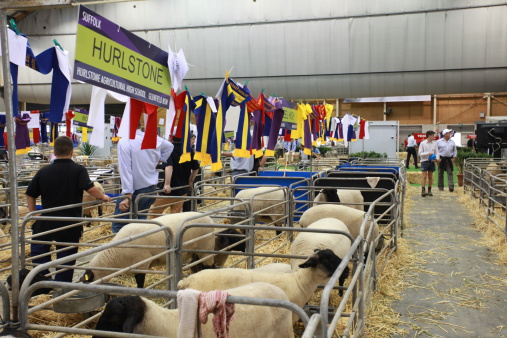 Sydney, NSW, Australia - April 10, 2014. Animal section from the Sydney Royal Easter Show. In this image, a long rows of sheep in small fenced sections can be seen.