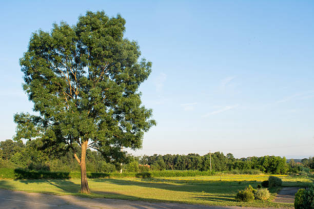 Tall Ash tree Tall Ash tree in the park ash stock pictures, royalty-free photos & images