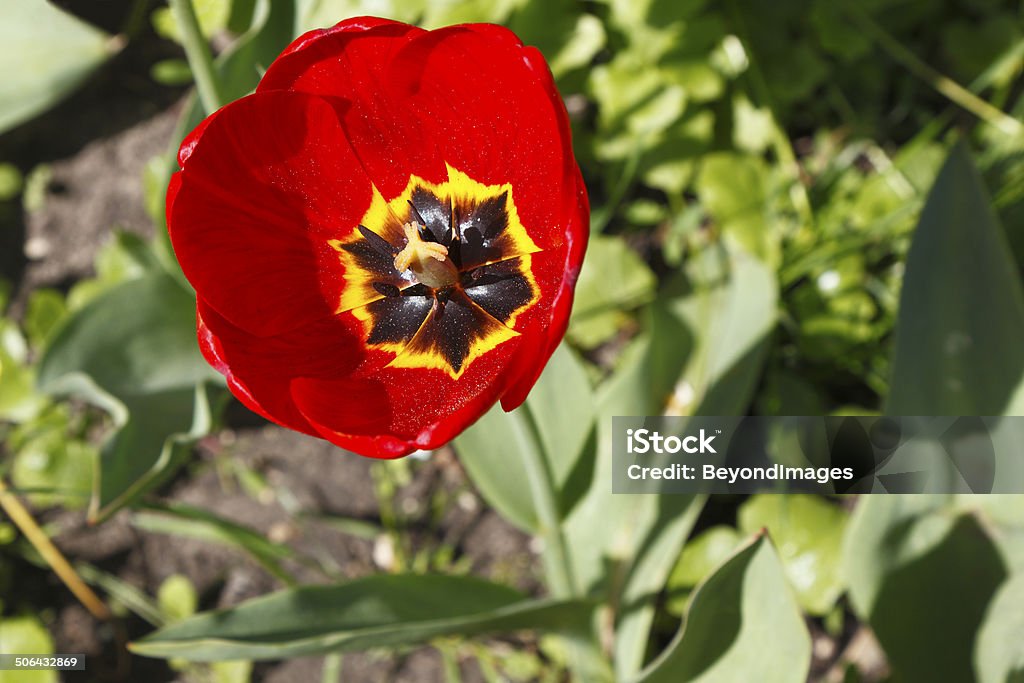 Red poppy flower in close view Close view of a red poppy flower in a Kiev public garden in Ukraine’s capital city.  Red poppies have become a symbol of remembrance for fallen soldiers following the trench warfare that took place in the poppy fields of Flanders during WW1. ANZAC Day Stock Photo