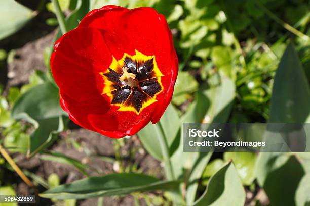 Red Poppy Flower In Close View Stock Photo - Download Image Now - ANZAC Day, Annual - Plant Attribute, Annual Event