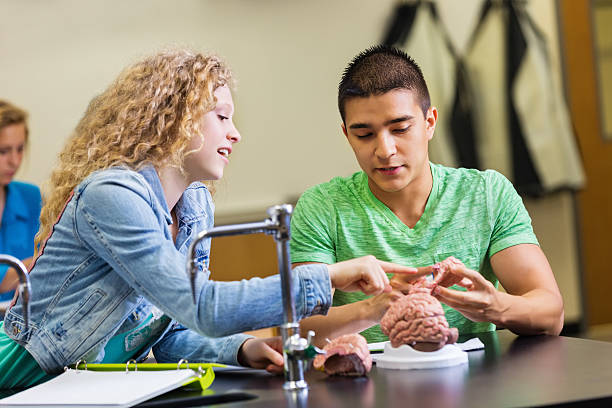 High school lab partners studying brain model in science class High school lab partners studying brain model in science class high school high school student science multi ethnic group stock pictures, royalty-free photos & images