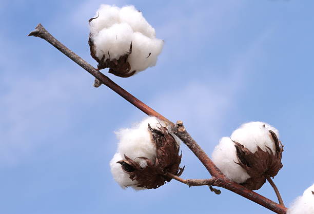 cotton plant - cotton plant dry branch stock-fotos und bilder