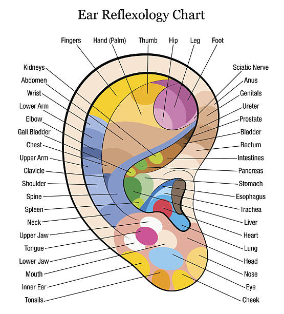 Right ear reflexology Right ear with accurate reflexology description of the corresponding internal organs and body parts. Isolated vector illustration over white background. foot massage stock illustrations