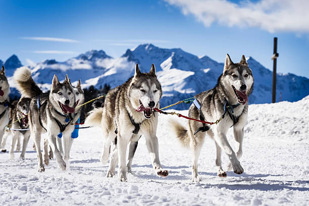 istock Sledge dogs in speed racing 506434468