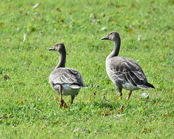 istock Wild bird in Hokkaido 506434828