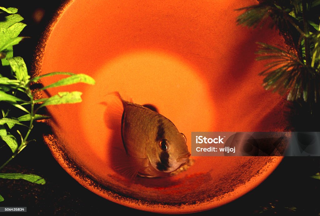 Keyhole Cichlid female guarding egg in a flowerpot. Cleithracara maronii. Keyhole Cichlid, female guarding egg at the bottom of the flowerpot. Cleithracara maronii. Animal Stock Photo