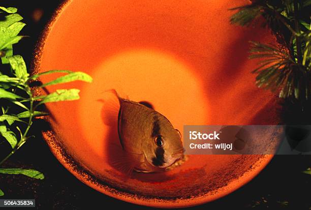 Keyhole Cichlid Female Guarding Egg In A Flowerpot Cleithracara Maronii Stock Photo - Download Image Now