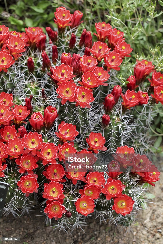 Trophée Claret tasse de cactus fleurs (Echinocereus triglochidiatus) - Photo de Aiguille - Partie d'une plante libre de droits