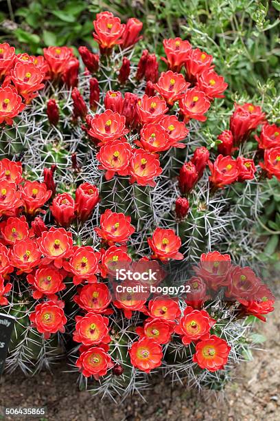 Photo libre de droit de Trophée Claret Tasse De Cactus Fleurs banque d'images et plus d'images libres de droit de Aiguille - Partie d'une plante