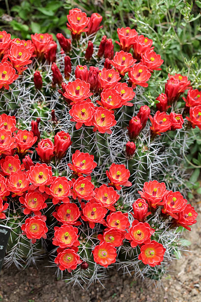 trofeo claret-cup cactus fiori echinocereus triglochidiatus () - flower head cactus claret cup cactus dry foto e immagini stock