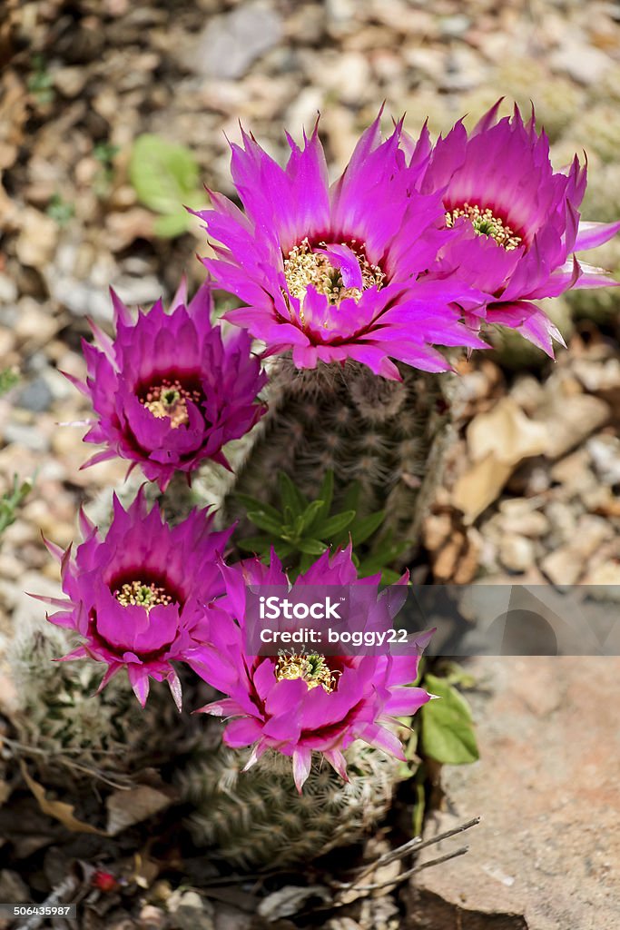 Echinocereus catcus flower - Zbiór zdjęć royalty-free (Bez ludzi)