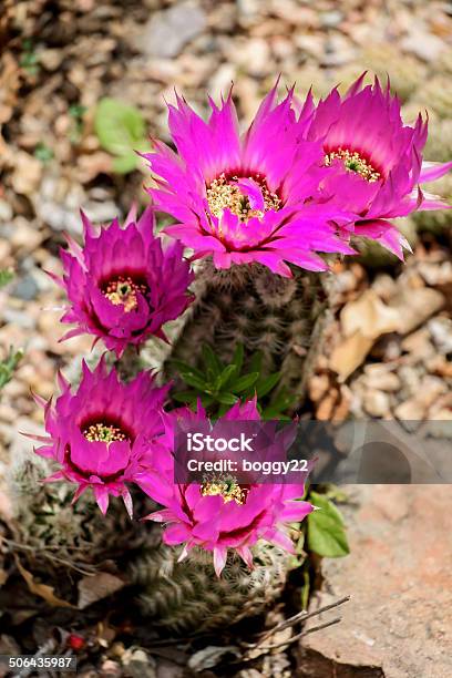 Echinocereus Catcus Flower - zdjęcia stockowe i więcej obrazów Bez ludzi - Bez ludzi, Czerwone wino, Czerwony