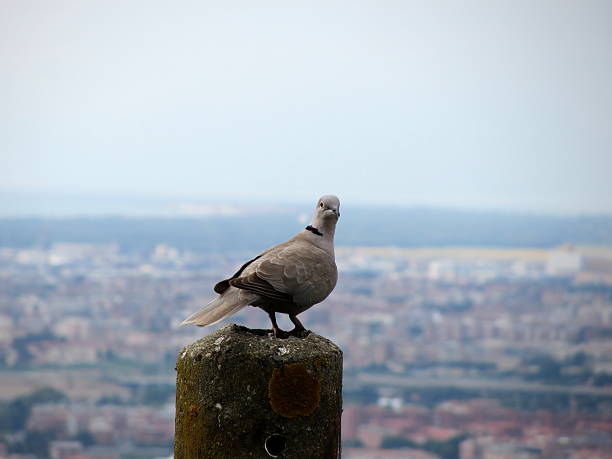 istock Curious collared dove on top of the world 506436095