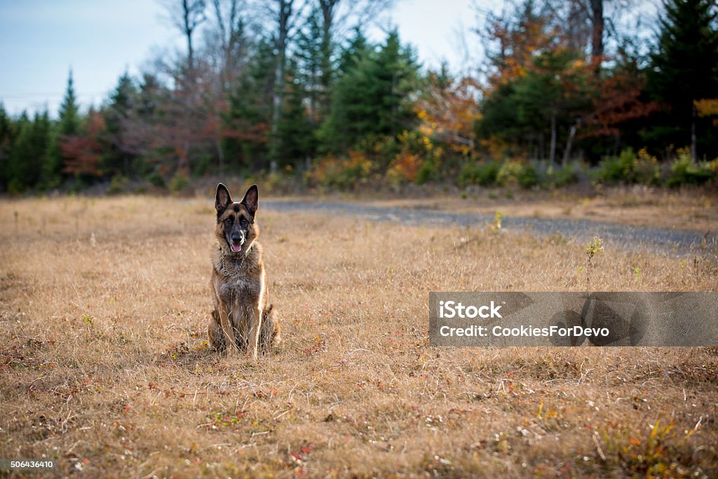 Cão de pastor alemão sentado em um campo baixo - Foto de stock de Animal royalty-free