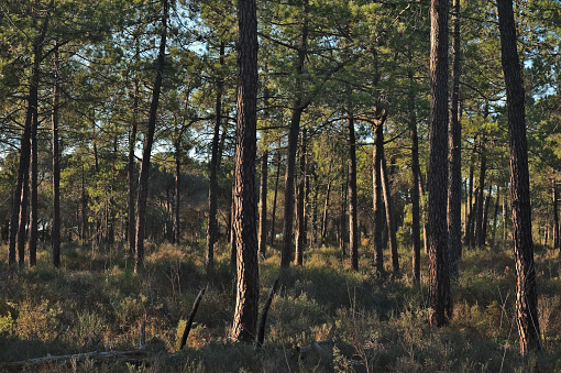 Forest Pine Trees in Loule, Algarve, Portugal