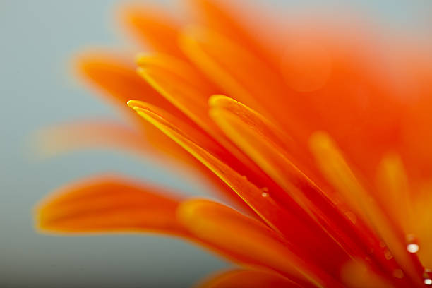 istock Wet orange petals of gerbera daisy flower 506437396