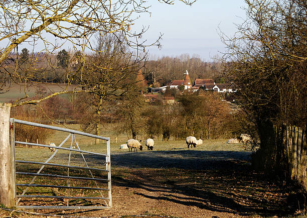 kent wsi - oast house vertebrate sheep farm kent zdjęcia i obrazy z banku zdjęć