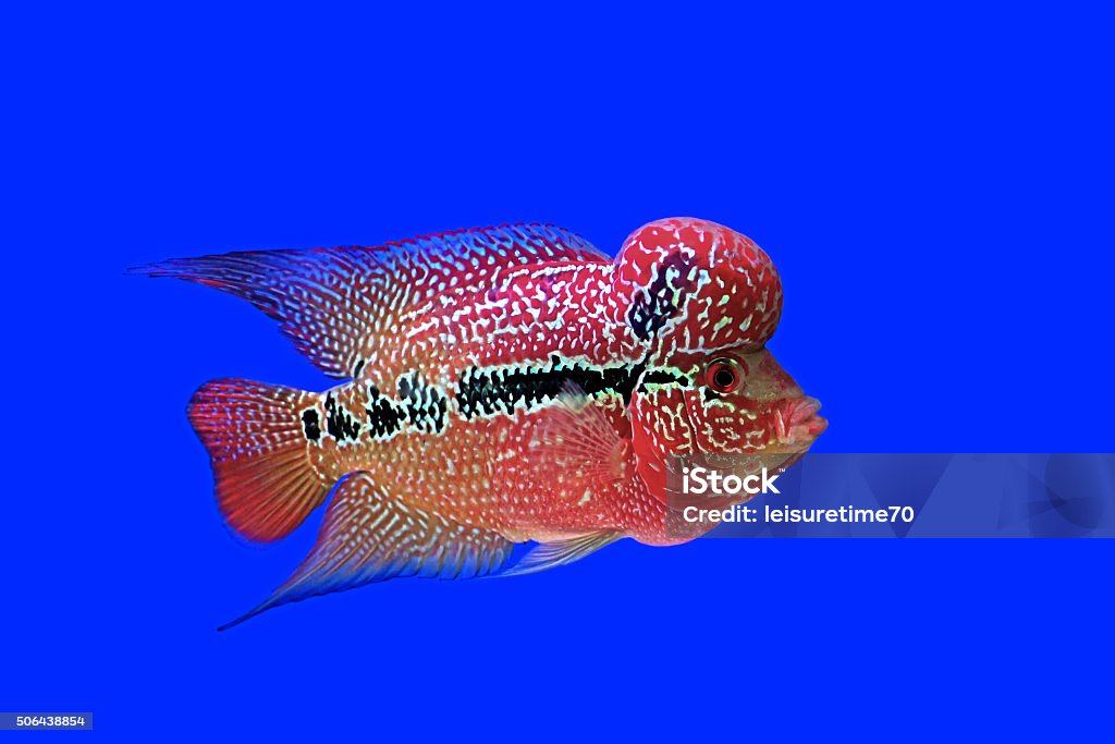 flowerhorn cichlid or cichlasoma fish flowerhorn cichlid or cichlasoma fish in the aquarium Fish Stock Photo