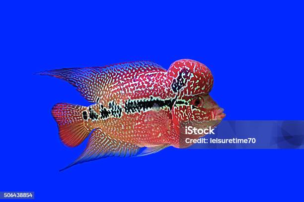 Flowerhorn Cichlid Or Cichlasoma Fish Stock Photo - Download Image Now - Fish, Animal, Aquatic Organism