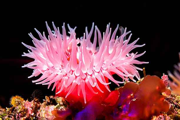 Red sea anemone on reef A red sea anemone attached to a reef has its tentacles extended to catch food as the microscopic plankton drift by with the water movement. sea anemone stock pictures, royalty-free photos & images