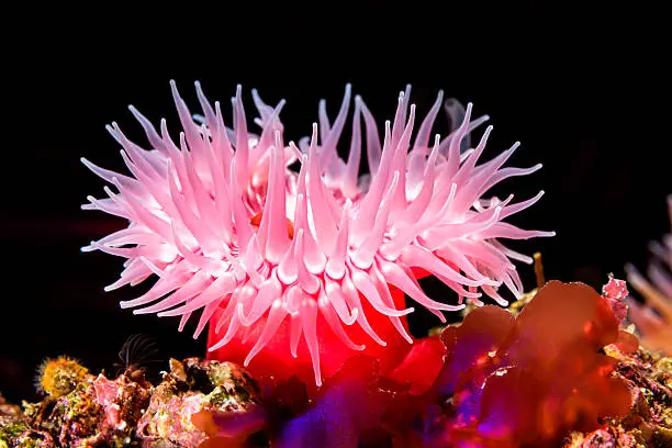 A red sea anemone attached to a reef has its tentacles extended to catch food as the microscopic plankton drift by with the water movement.