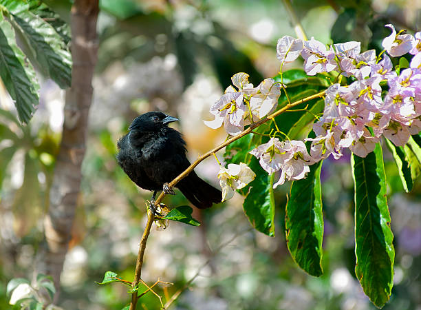 istock Blackbird and flowered branch 506439176