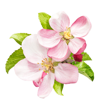 Apple blossoms carry a slight pink tinge to their bright white blossoms