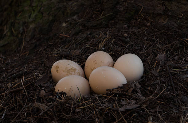 istock nest of hens 506439422