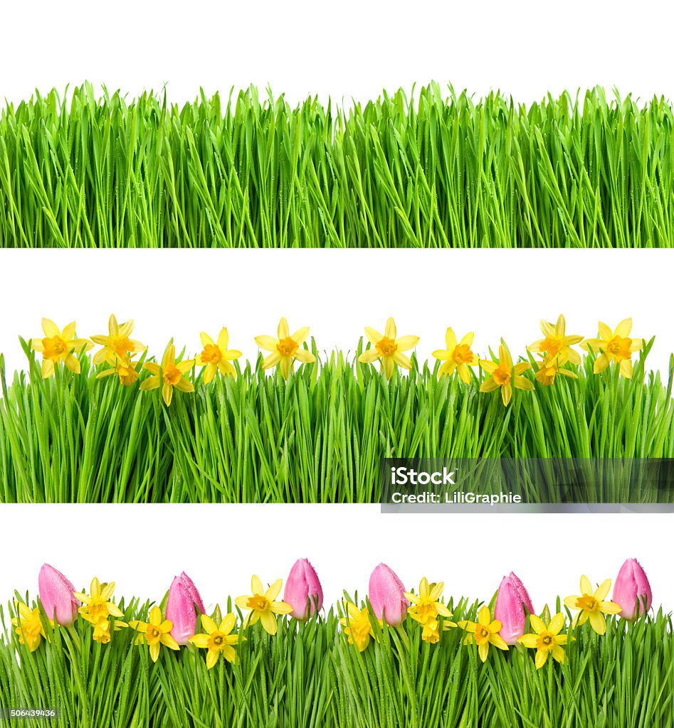 Spring narcissus tulip flowers. Green grass water drops Spring narcissus and tulip flowers. Green grass with water drops. Nature objects isolated on white background. Floral banner Border - Frame Stock Photo