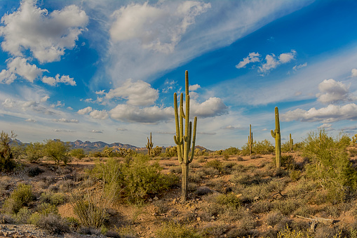 An image of the Superstition desert in Arizona shows the rugged detail of a dry wilderness with a saguaro cactus