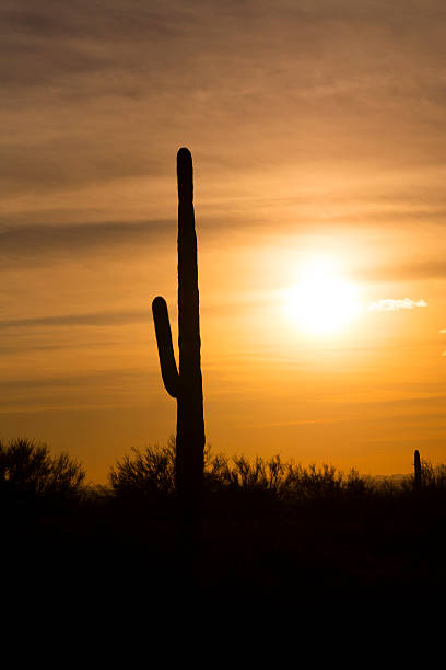 istock Saguaro cactus in desert at sunset 506439780