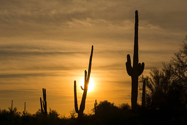 istock Saguaro cactus in desert at sunset 506439798