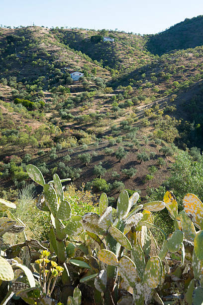 istock Anadlusian landscape in Spain 506441424
