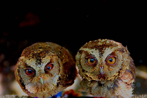 istock Owlet Baby Owl 506442704