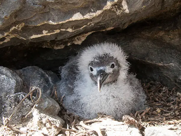 A young wedge-tailed shearwater chick on a nest in Hawaii, Oahu. 