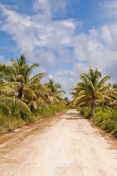 A quaint tropical dirt road lined with coconut palm trees.