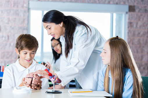 Mid adult Hispanic woman is science teacher in private middle school or junior high school classroom. Teacher is using plastic educational model toy human brain and human heart models. Preteen Hispanic and Caucasian male and female students are sitting at a desk and wearing private school uniforms while studying models.