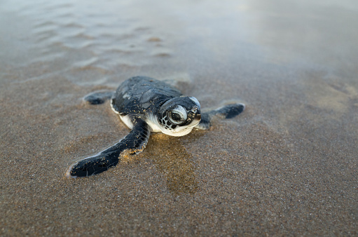 Newborn hatchling green sea turtle crawls across a beach toward the Arabian Sea for its very first time. Shela, Lamu Island, Kenya.