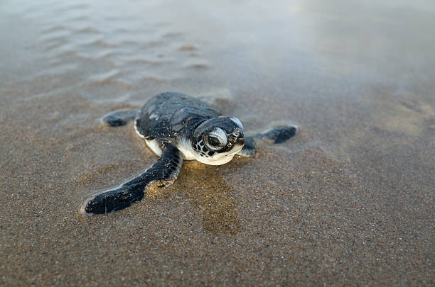 o nascimento de tartarugas verdes (tartarugas marinhas) desce na praia. - hatchling - fotografias e filmes do acervo