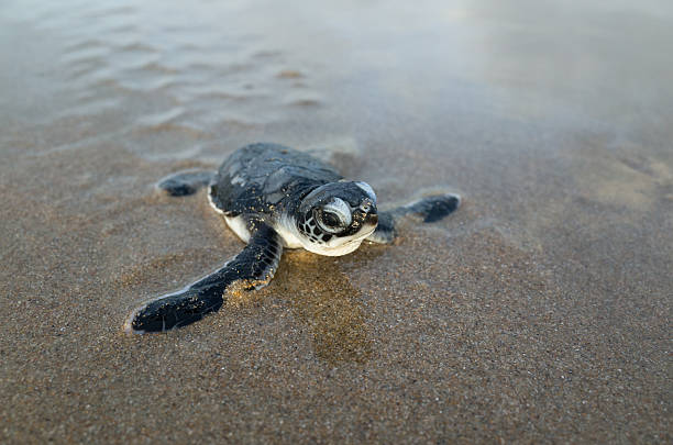 заштрихованные зеленая черепаха (море черепаха) ползает на пляже. - turtle young animal beach sea life стоковые фото и изображения