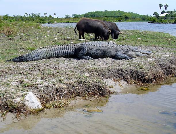 Large slipping alligator and two wild hogs eating grass