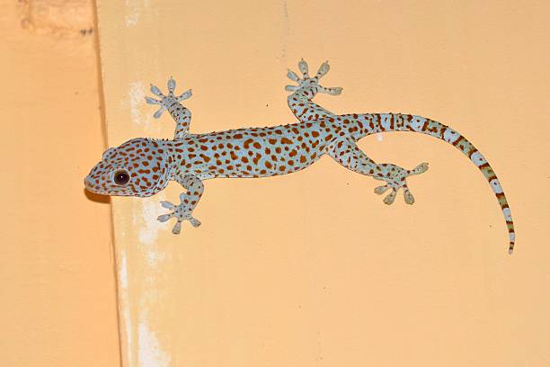 Tokay Gecko A large Gecko comes out at night to hunt insects in southern Cambodia tokay gecko stock pictures, royalty-free photos & images