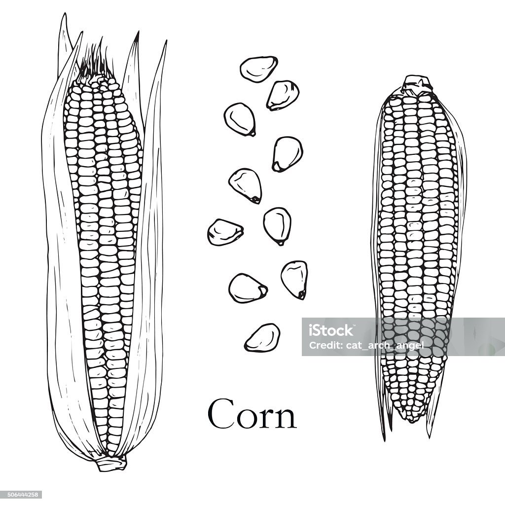 hand drawn corn cobs and seeds corn cobs and seeds, ink drawing, hand drawn vector illustration Agriculture stock vector