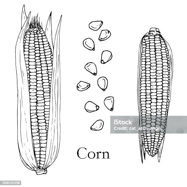 Hand Drawn Corn Cobs And Seeds Stock Illustration - Download Image Now - Agriculture, Backgrounds, Bush