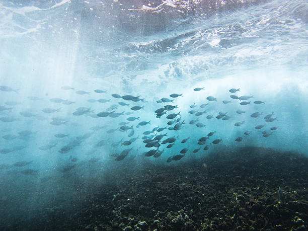 школа рыб тянутся плавательный в crashing waves - lanai стоковые фото и изображения